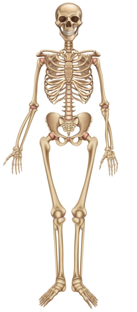 Body skeleton, its structure and function