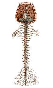 Important structures of the spine